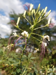 Tarenaya longicarpa