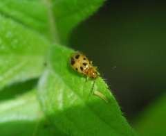 Systena nigroplagiata