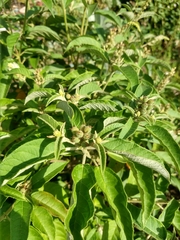 Croton heliotropiifolius