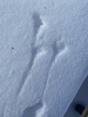 Spizelloides arborea