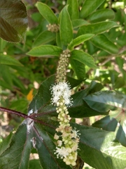 Croton heliotropiifolius