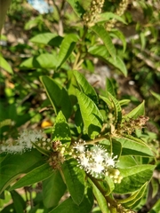 Croton heliotropiifolius