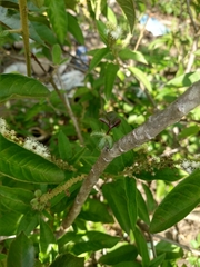 Croton heliotropiifolius