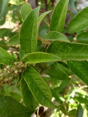 Croton heliotropiifolius