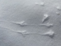 Spizelloides arborea