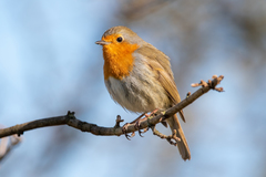 Erithacus rubecula