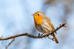 Erithacus rubecula
