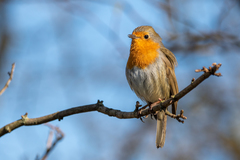 Erithacus rubecula