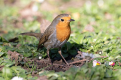 Erithacus rubecula