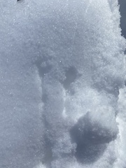 Spizelloides arborea