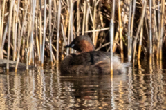 Tachybaptus ruficollis