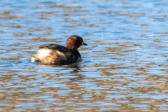 Tachybaptus ruficollis