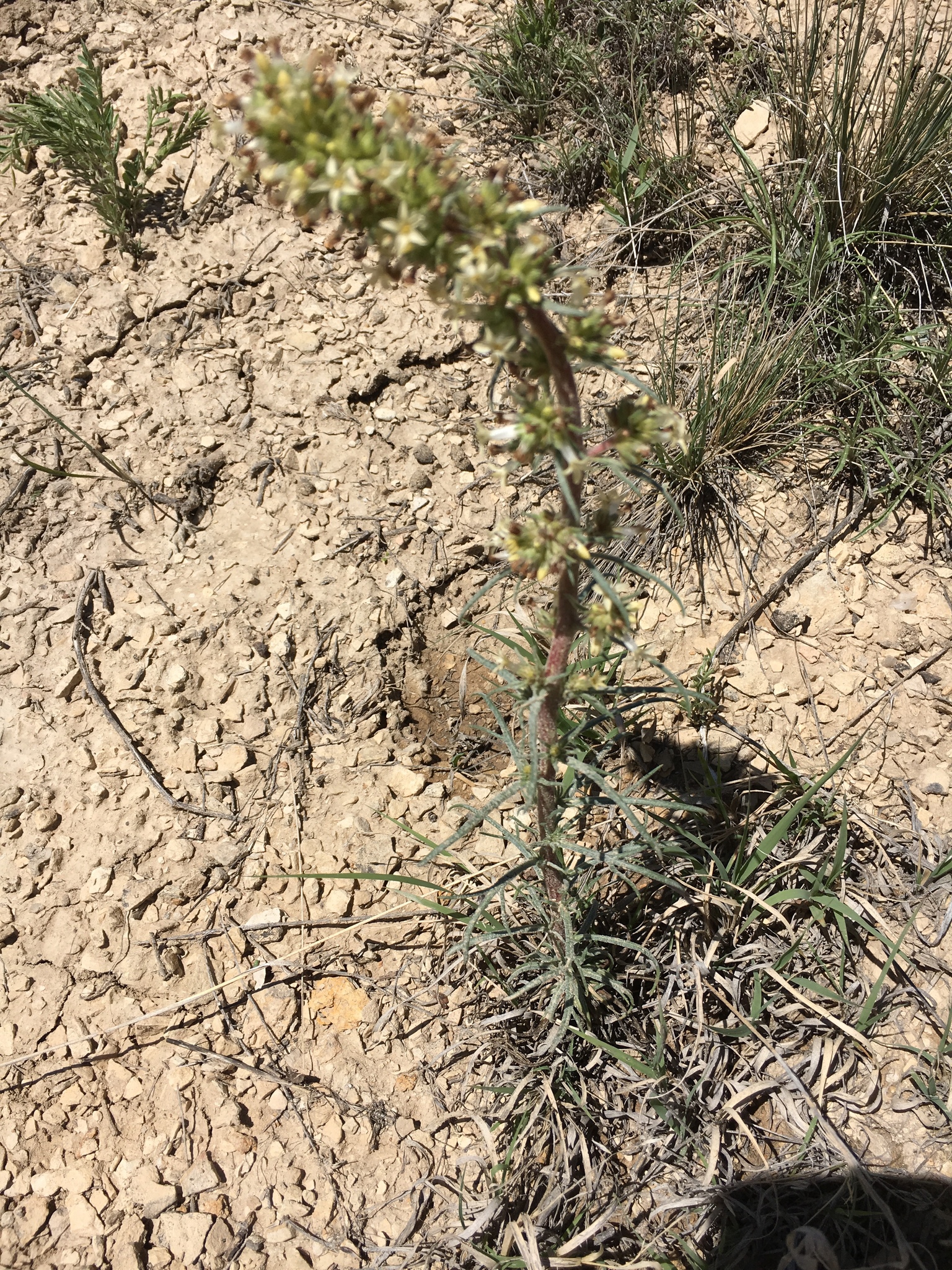 Ipomopsis spicata ssp. spicata