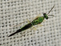 Sympiesis dolichogaster