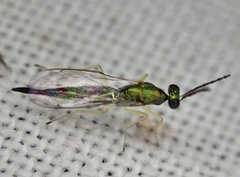 Sympiesis dolichogaster