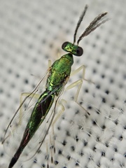 Sympiesis dolichogaster