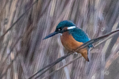 Alcedo atthis