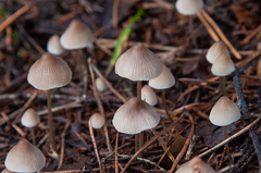 Mycena metata