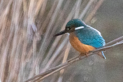 Alcedo atthis