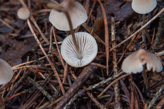 Mycena metata