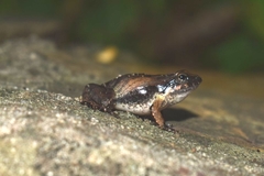 Physalaemus albonotatus