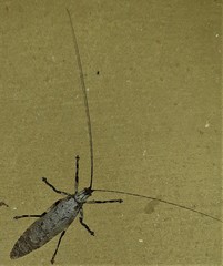 Cymatomera denticollis