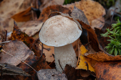 Leccinum percandidum