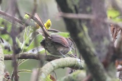 Synallaxis subpudica