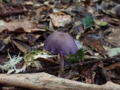 Laccaria gomezii