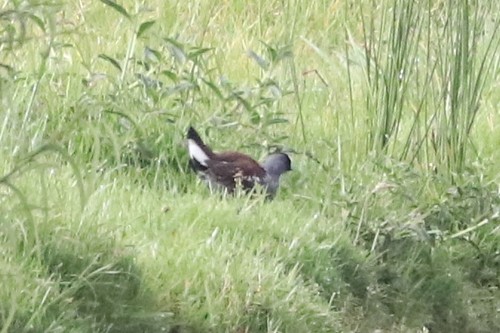 Spot-flanked Gallinule (Porphyriops melanops), photo 8