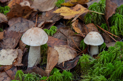 Leccinum percandidum