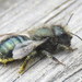 Western Blue Orchard Bee - Photo (c) Steve Wells, some rights reserved (CC BY-NC), uploaded by Steve Wells