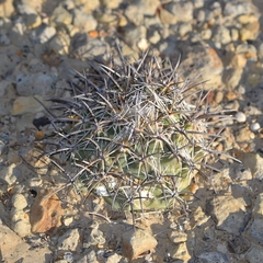 Coryphantha difficilis