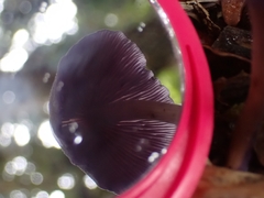 Laccaria gomezii