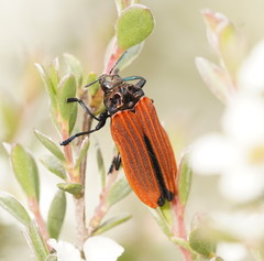 Castiarina nasuta