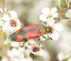 Castiarina delectabilis
