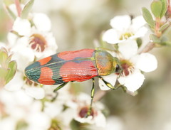 Castiarina delectabilis