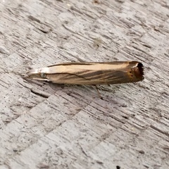 Parapediasia decorellus