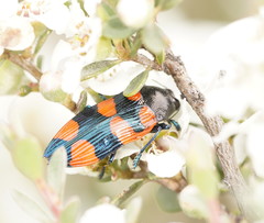 Castiarina delectabilis