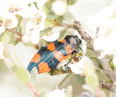 Castiarina delectabilis