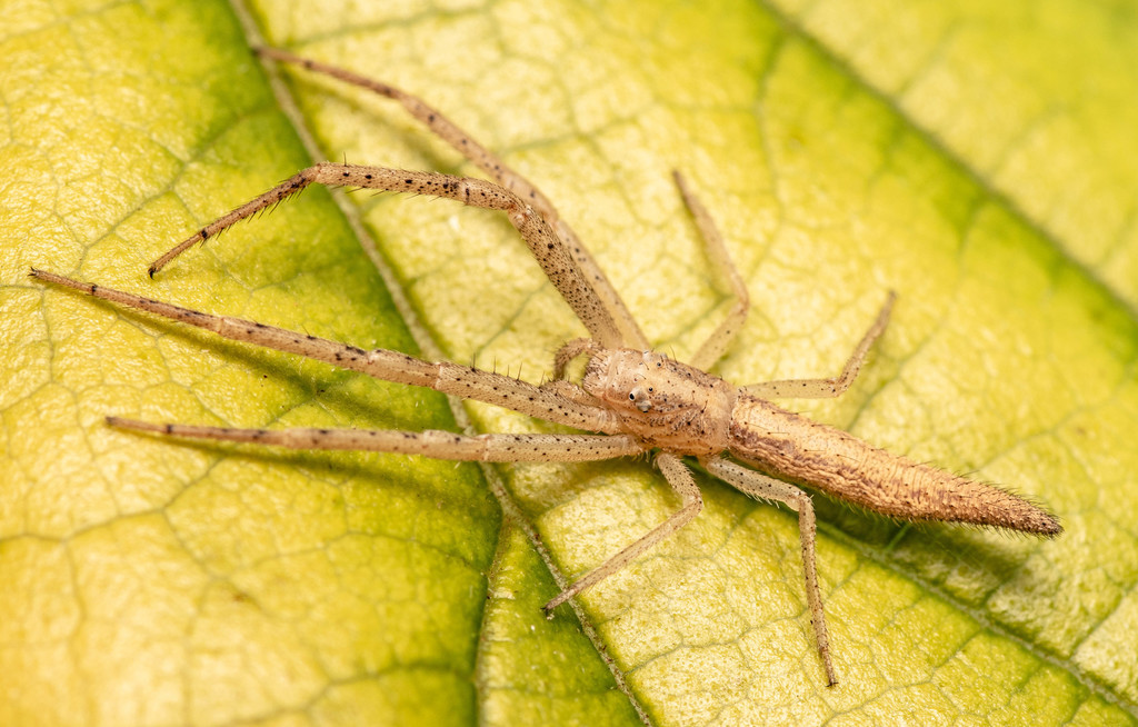 Monaeses austrinus