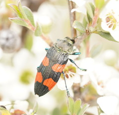 Castiarina interstincta