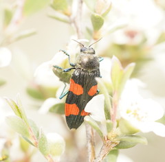 Castiarina interstincta