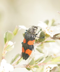 Castiarina interstincta