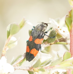 Castiarina interstincta