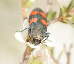 Castiarina interstincta