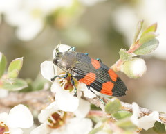 Castiarina interstincta