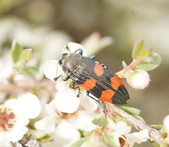 Castiarina interstincta