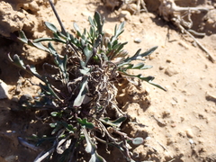 Brassica repanda saxatilis