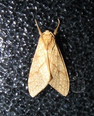 Lophocampa annulosa